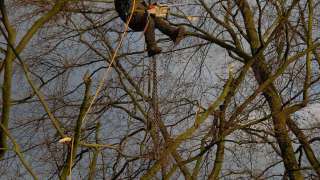 verwijderen van afgebroken takken uit de bomen na een storm in Geldrop Eindhoven