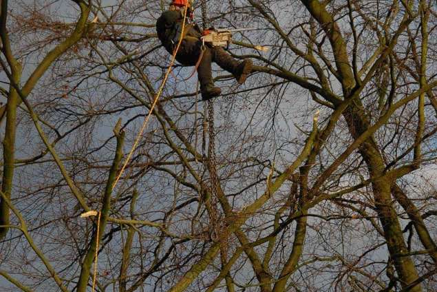 verwijderen van afgebroken takken uit de bomen na een storm in Geldrop Eindhoven