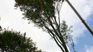 verwijderen van een carpinus betulus in hintham bomen toppen in de achtertuin met een telescoopkraan
