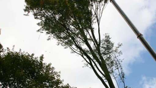 toppen van bomen in Brabant ,hovenier, hoveniersbedrijf