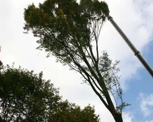 images/013hintham/rooien en verwijderen van bomen uit de achtertuin van de buren-530x424-4bb