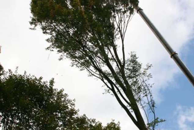 verwijderen van een carpinus betulus in hintham bomen toppen in de achtertuin met een telescoopkraan