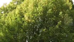 images/013hintham/snoeien van een te groote boom in de achtertuin Haagbeuk-257x145-4f2