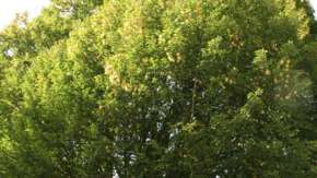 images/013hintham/snoeien van een te groote boom in de achtertuin Haagbeuk-290x163-3ec