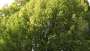 images/013hintham/snoeien van een te groote boom in de achtertuin Haagbeuk-90x51-2f8