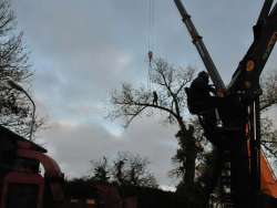 Bomen rooien Maastricht