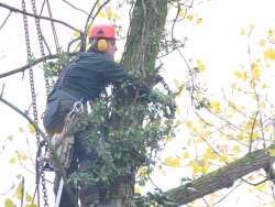 Bomen rooien Margraten