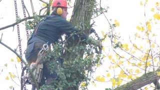 kappen van bomen in de grenstreek met Duitsland