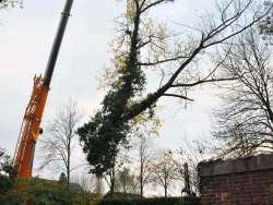 Bomen rooien Biervliet