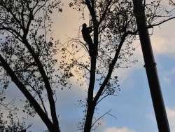 Bomen rooien brouwershaven