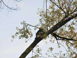 Bomen rooien Gapinge