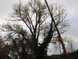 Bomen rooien Roosteren