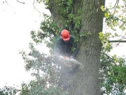 Bomen rooien Meerlo