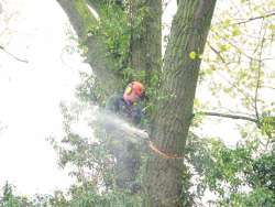 Bomen rooien Schimmert