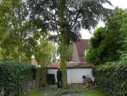 Bomen rooien driewegen