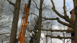 opruimen van populieren bomen in Helvoirt Udenhout