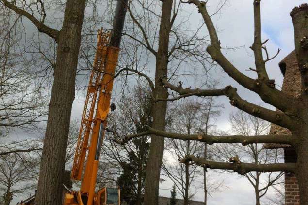 opruimen van populieren bomen in Helvoirt Udenhout