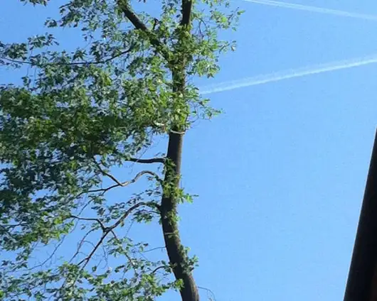 images/027 eikenboom kappen/Amrikaanse eikenbomen rooien Tilburg-530x424-f0c