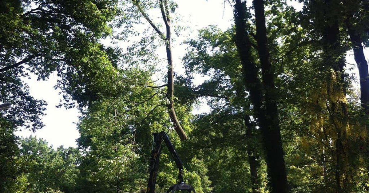 images/027 eikenboom kappen/rooien van bomen in ulvenhout-1200x628-0b9