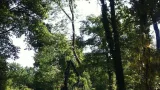 images/027 eikenboom kappen/rooien van bomen in ulvenhout-160x90-92c
