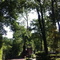 images/027 eikenboom kappen/rooien van bomen in ulvenhout-200x200-65e