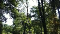 images/027 eikenboom kappen/rooien van bomen in ulvenhout-210x119-b8b