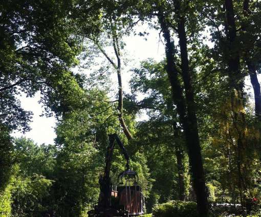 images/027 eikenboom kappen/rooien van bomen in ulvenhout-510x424-451