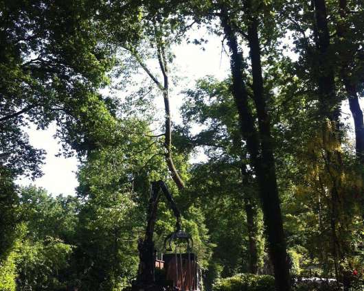 images/027 eikenboom kappen/rooien van bomen in ulvenhout-530x424-f0c