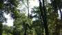 images/027 eikenboom kappen/rooien van bomen in ulvenhout-90x51-280