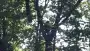 images/027 eikenboom kappen/rooien van bomen in zegge-90x51-4f7
