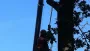 images/027 eikenboom kappen/verwijderen van bomen Dorst-90x51-4f7