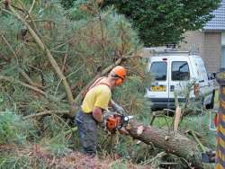 bomen rooien