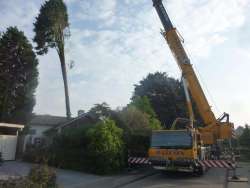 bomen rooien