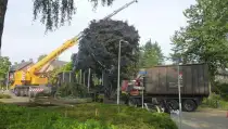 images/033coniferenbomenkappen/coniferen verwijderen achtertuin Vught-210x119-c09