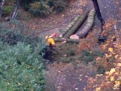 Bomen rooien Wittem