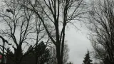 images/11 rooien en snoeien van wilgenbomen leegruimen achtertuinen-160x90-a6b