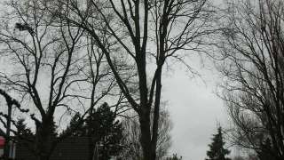 images/11 rooien en snoeien van wilgenbomen leegruimen achtertuinen-320x180-157