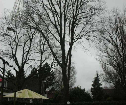 images/11 rooien en snoeien van wilgenbomen leegruimen achtertuinen-510x424-0d6