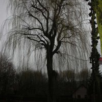 images/12 rooien en verwijderen van bomen uit een achtertuin-200x200-5fe