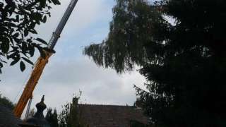 images/2 a rooien van bomen in tilburg goirle berk enschot drunen waalwijk-320x180-941