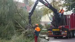 images/3 a rooien en slopen van bomen uit de achtertuin in tilburg chaam esbeek hilvarenbeek-257x145-4f2