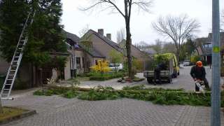 omtrekken conifeer met touw, opruimen takken, bomen snoeien en vellen in de gemeente Eindhoven. wegfrezen stronk door stobbe frees