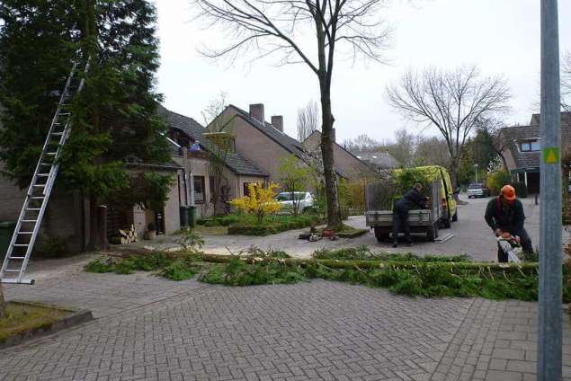 omtrekken conifeer met touw, opruimen takken, bomen snoeien en vellen in de gemeente Eindhoven. wegfrezen stronk door stobbe frees