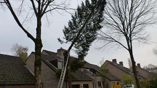 omzagen van coniferen in Eindhoven Tilburg Breda Vught en Hertogenbosch