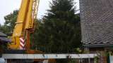 images/5 a rooien en kappen van coniferen sparrenbomen dennenbomen kerstbomen fruitbomen tilburg breda waalwijk vught den bosch rosmalen-160x90-2f1