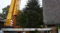 images/5 a rooien en kappen van coniferen sparrenbomen dennenbomen kerstbomen fruitbomen tilburg breda waalwijk vught den bosch rosmalen-210x118-26a