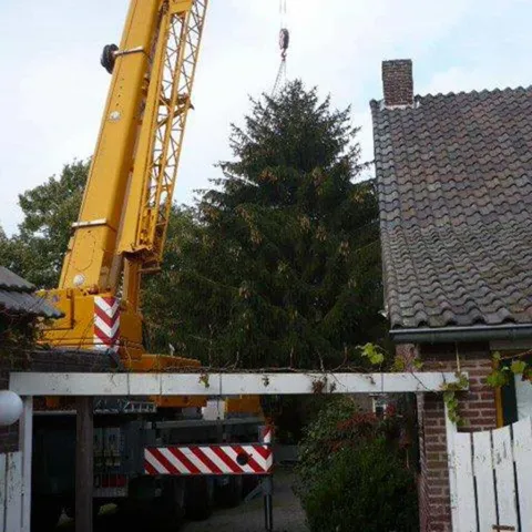 images/5 a rooien en kappen van coniferen sparrenbomen dennenbomen kerstbomen fruitbomen tilburg breda waalwijk vught den bosch rosmalen-480x480-805