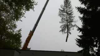images/dongen/bomen rooien bomen kappen bomen vellen Cranendonck Zundert Oss-320x180-a6d