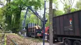 images/dongen/bomen rooien bomen kappen bomen vellen bomen snoeien hoe kap ik een boom Mill en Sint Hubert aalburg-160x90-ac6