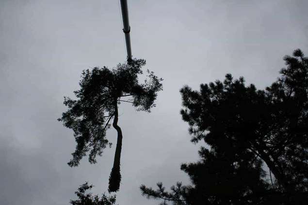 rooien van dennenbomen met een telescoopkraan in vught hintham en den bosch